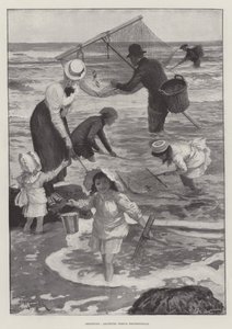 Shrimping, Amateurs versus Professionals